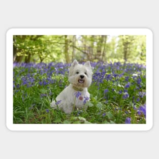 Westie in the bluebell woods Sticker